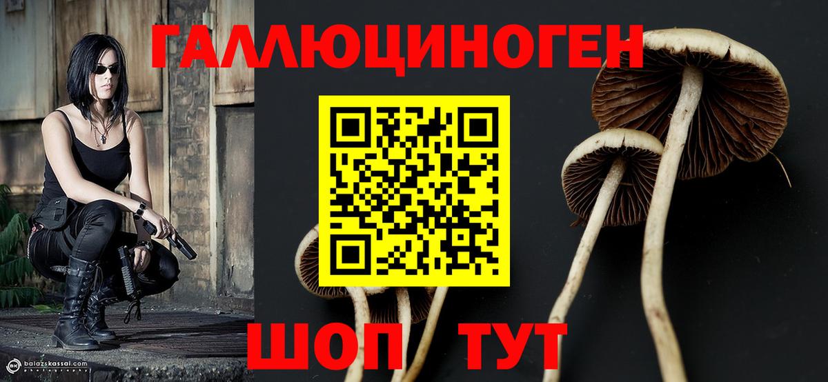 Псилоцибиновые грибы GOLDEN TEACHER  где купить наркоту  Красноярск  Вход с VPN 