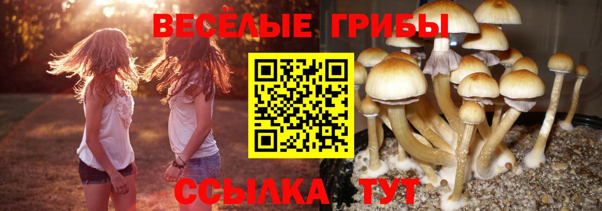 Псилоцибиновые грибы GOLDEN TEACHER Красноярск